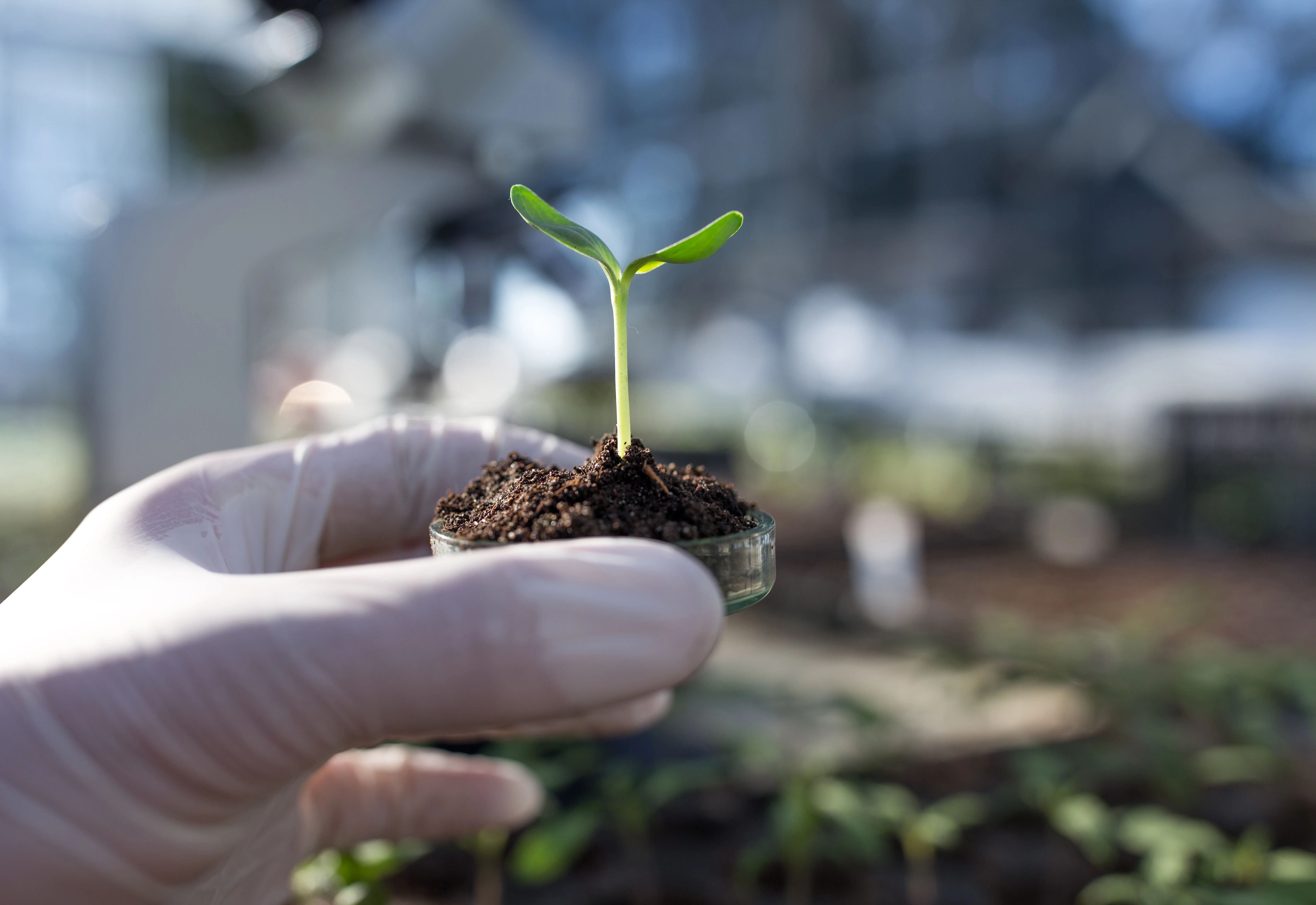 Plant sprouting in a petri-dish held by a lab scientist
